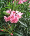 OLIWA [Hawaii], Rosa Laurel [Mexico],Calypso,خرزهره، جاروجور، گیش، کیش، ژاله، شبرنگ
